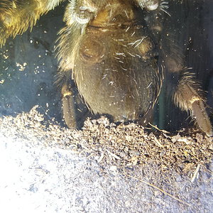 8cm Brachypelma hamorii [ventral sexing] [1/3]