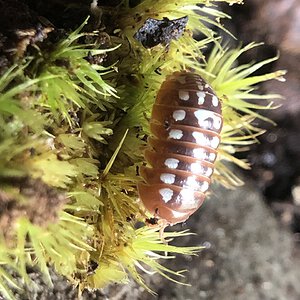 Armadillidium klugii Dubrovnik