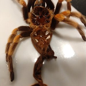 Brachypelma hamorii [molt sexing] [1/7]