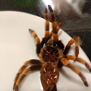 Brachypelma hamorii [molt sexing] [2/7]