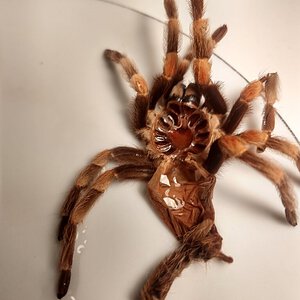 Brachypelma hamorii [molt sexing] [4/7]