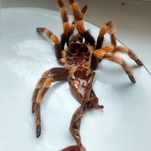 Brachypelma hamorii [molt sexing] [7/7]