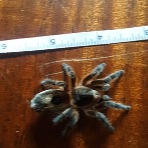 Sold as Grammostola pulchra [2/2]