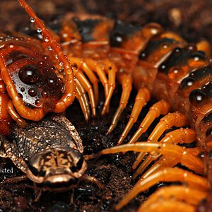 Scolopendra viridicornis.