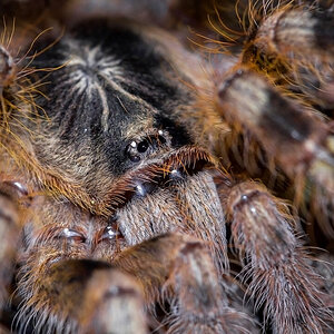 Poecilotheria subfusca "Lowland"