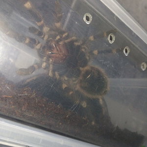 Acanthoscurria geniculata [ventral sexing] [2/4]