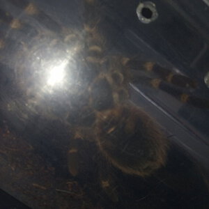 Acanthoscurria geniculata [ventral sexing] [4/4]