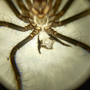 Theraphosa Apophysis 2.75 inch DLS