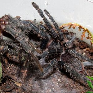 Freshly Molted ♀ Phormictopus sp. "south Hispaniola" (2.5"+)