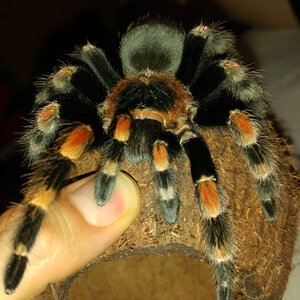 Brachypelma Hamorii Or B. Smithi? [1/3] | Arachnoboards