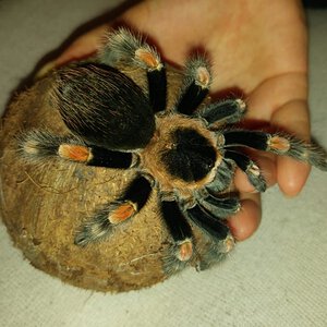 Brachypelma hamorii or B. smithi? [2/3]