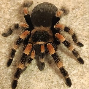 Brachypelma hamorii or B. smithi? [3/3]