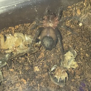 Tliltocatl vagans or Brachypelma albiceps?