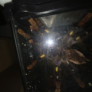 Poecilotheria metallica [ventral sexing] [1/2]