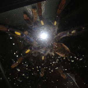 Poecilotheria metallica [ventral sexing] [2/2]