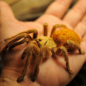 Mature female OBT