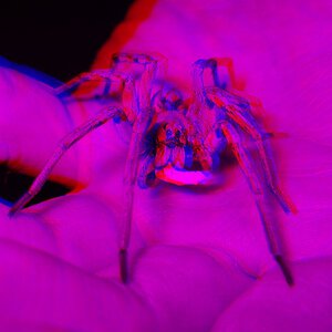 3D Wolf Spider Eating Chicken