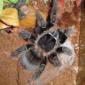 Lasiodora parahybana