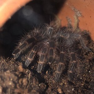 1.5’’ G. pulchripes saying hi