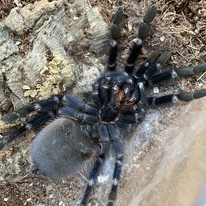 Molting Pterinopelma sazimai [2/3]