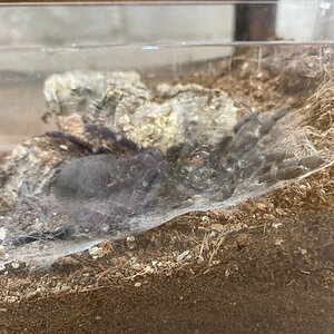 Molting Pterinopelma sazimai [3/3]