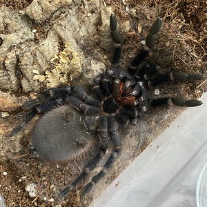 3.5" Pterinopelma sazimai [ventral sexing]