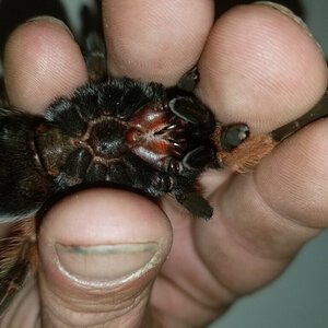 Brachypelma hamorii [ventral sexing]