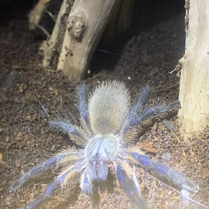 Monocentropus balfouri