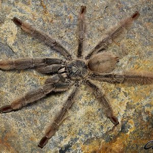 Psalmopoeus langenbucheri