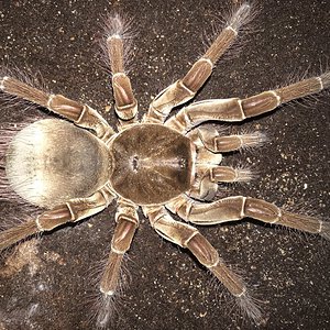 8.25”-8.75” Female Theraphosa stirmi (Burgundy Goliath Birdeater)