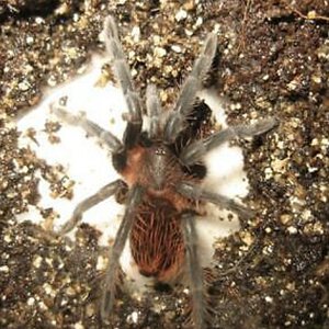 Being sold as Brachypelma kahlenbergi