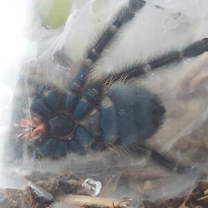 Caribena Versicolor, 2", 1y/o