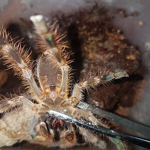 Poecilotheria sp. Lowland 3cm BL [1/2]