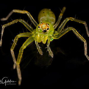 Spider Lyssomanes viridis-7274.JPG