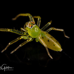 Spider Lyssomanes viridis-7365.JPG