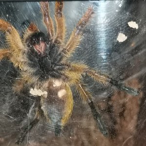 H. Pulchripes 2inch DLS