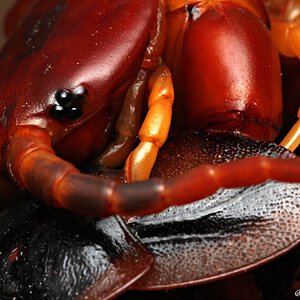 Scolopendra spinipriva.