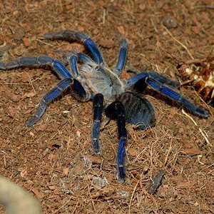 C. lividus, freshly molted, skinny young girl