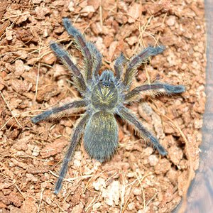 H. namaquensis, unsexed sling