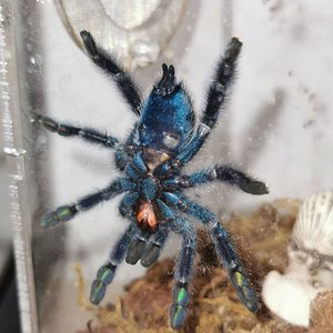 Caribena Versicolor