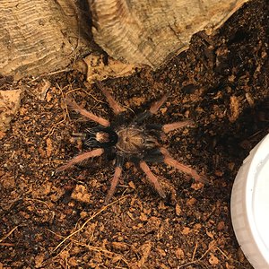 Cyriocosmus giganteus 1.25” dls