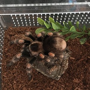 Brachypelma hamorii, 2.5”DLS