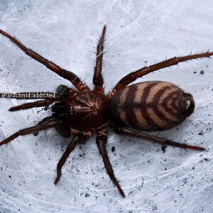 Trechona sp.