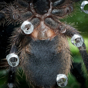 Thrixopelma lagunas Juvenile Female - ~2.5"