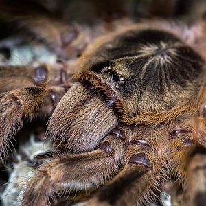 Poecilotheria subfusca "Lowland"