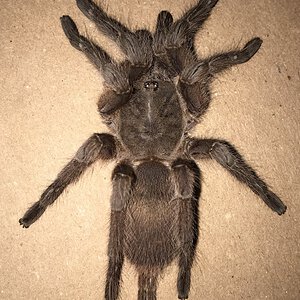 Sold as Chilobrachys huahini