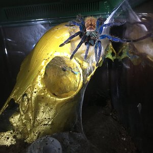 Mirana (Chromatopelma cyaneopubescens)