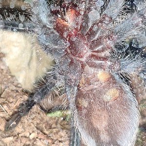 Tliltocatl albopilosus (ex Brachypelma albopilosum) 4,5 cm [1/2]