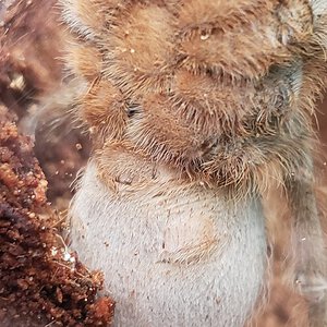 Juvenile 2"-3" A. seemanni [2/4]