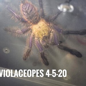 O. violaceopes